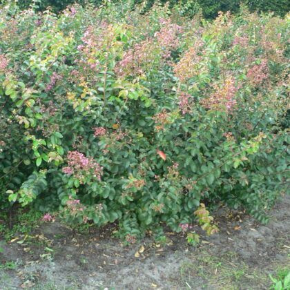 Lagerstroemia indica 'Magnifica Rosea'