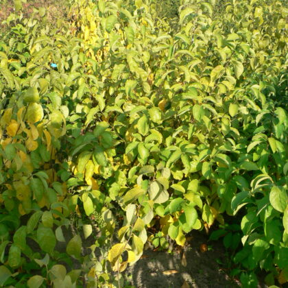 Lindera benzoin