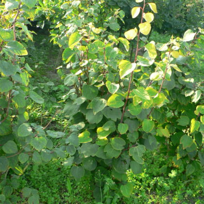 Lindera obtusiloba