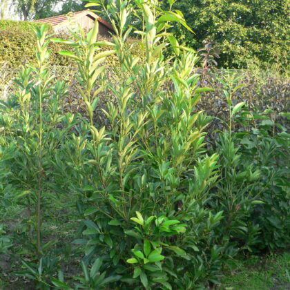 Lithocarpus edulis