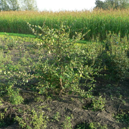 Lonicera fragrantissima
