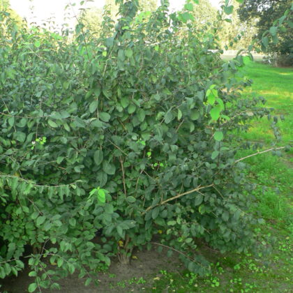 Lonicera xylosteum