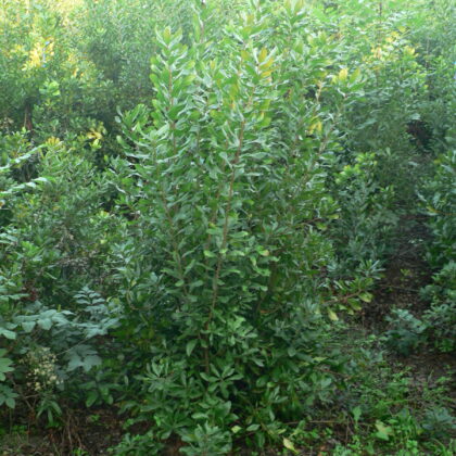 Myrica pensylvanica