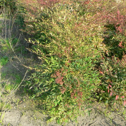 Nandina domestica