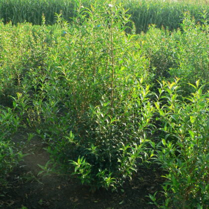 Osmanthus suavis