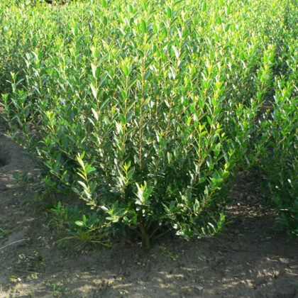 Phillyrea angustifolia 'Grand Prix' ®