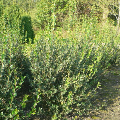 Phillyrea latifolia 'Les Barrés'