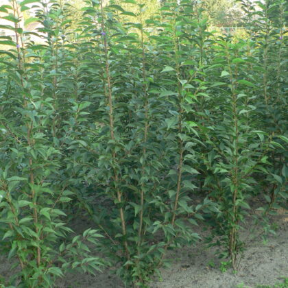 Prunus 'First Blush' ®