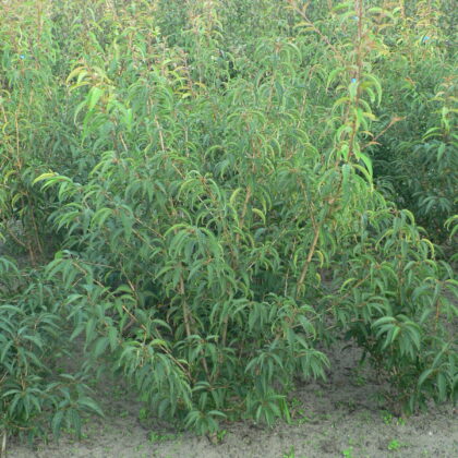 Prunus incisa 'Oshidori'