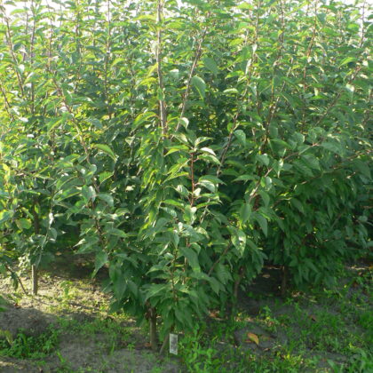 Prunus serrulata 'Kanzan'