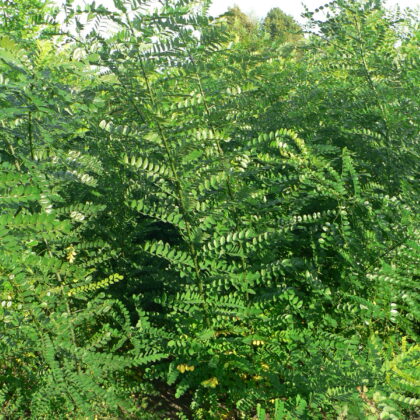Sophora japonica