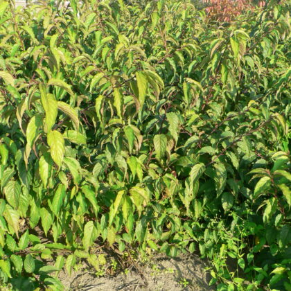 Stachyurus chinensis 'Celina'