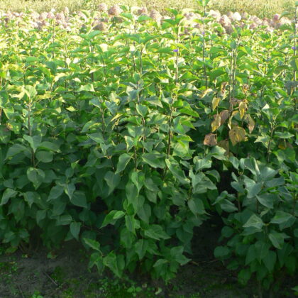 Syringa vulgaris 'Princess Sturdza'