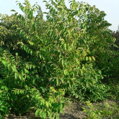 Tetradium danielli