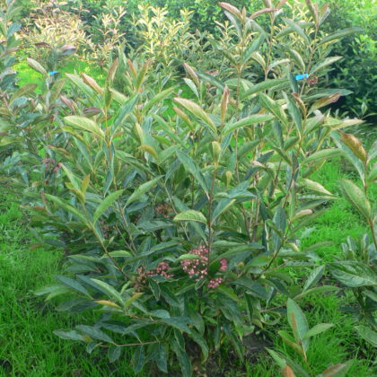 Viburnum nudum