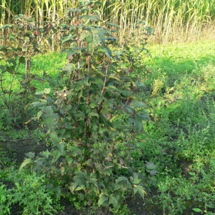 Viburnum sargenti 'Onondaga'
