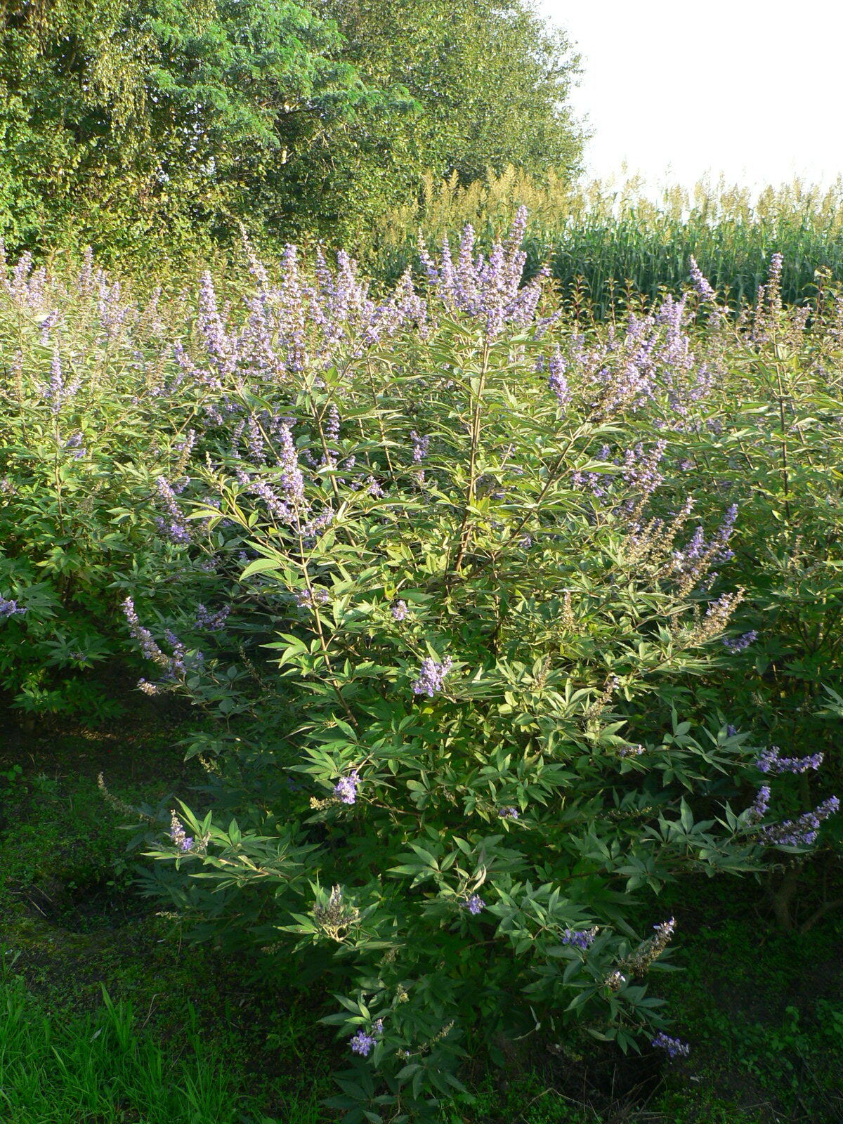 Vitex agnus-castus 'Latifolia'