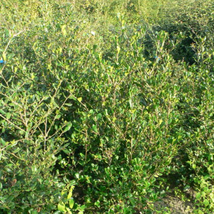 Quercus phillyraeoides