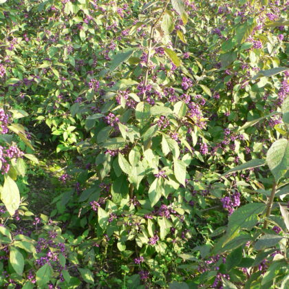 Callicarpa bodinieri 'Profusion'