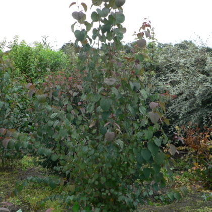 Cercidiphyllum japonicum