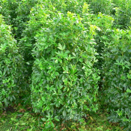 Choisya ternata